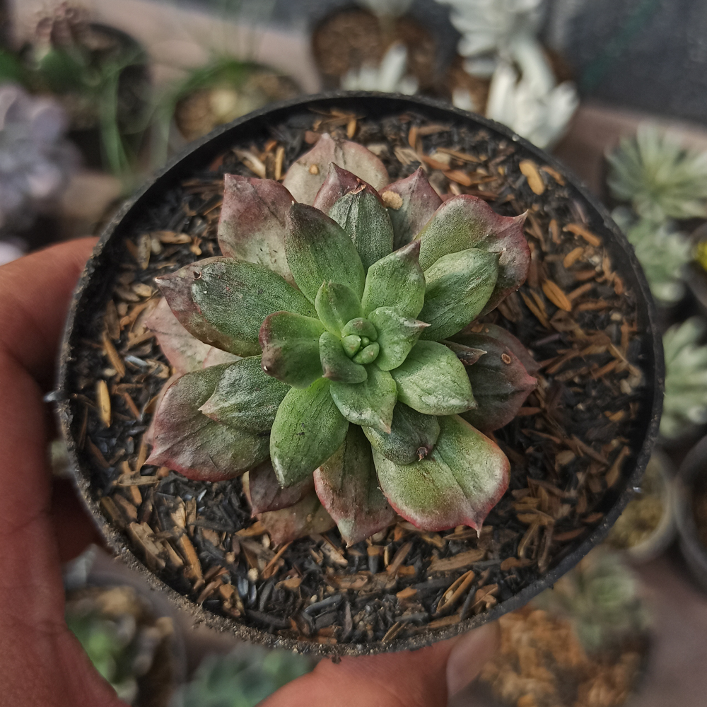055. Echeveria Silver Prince - Image 11