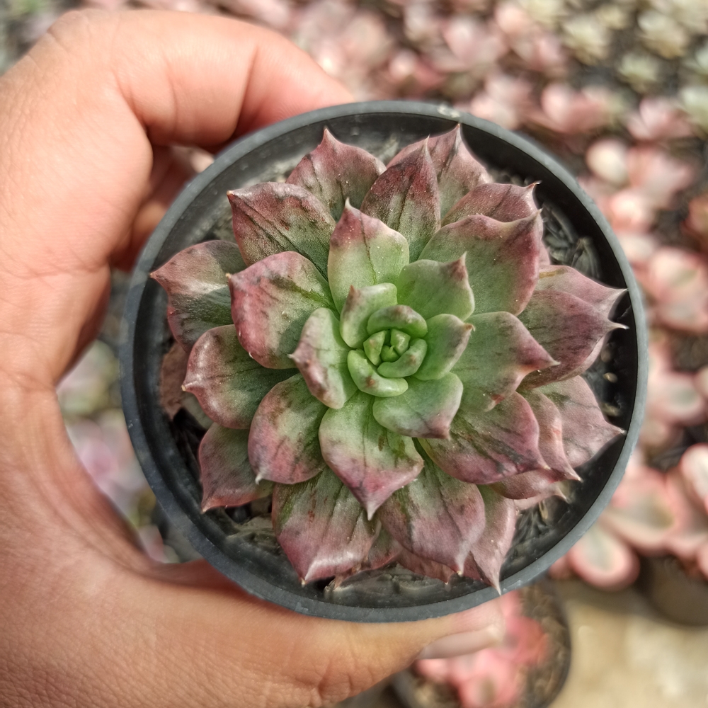 055. Echeveria Silver Prince - Image 7