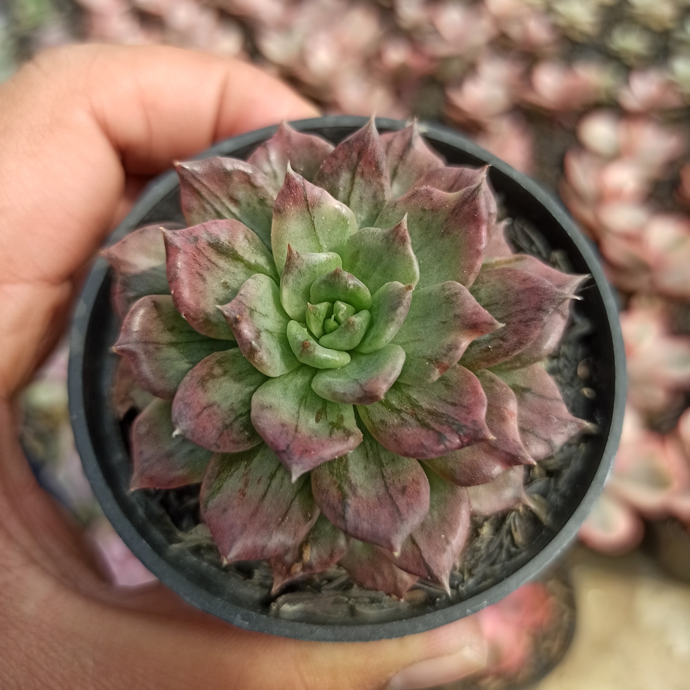 055. Echeveria Silver Prince - Image 5