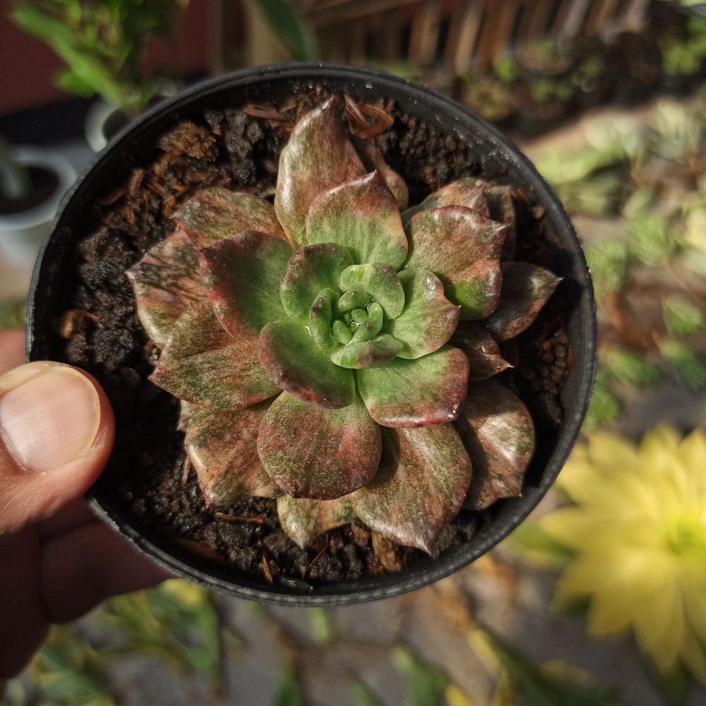 055. Echeveria Silver Prince - Image 14