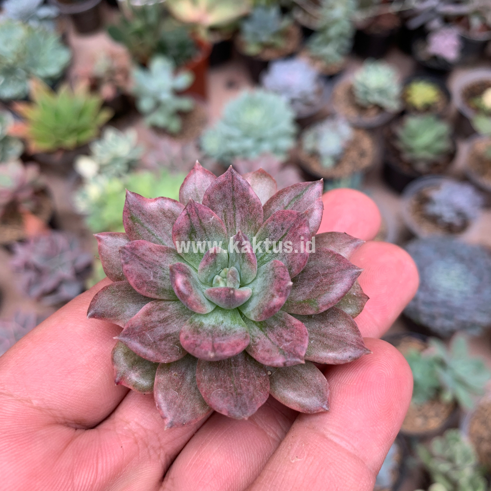 055. Echeveria Silver Prince - Image 20