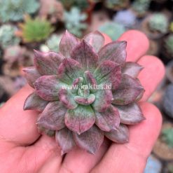 Alternative view of 055. Echeveria Silver Prince