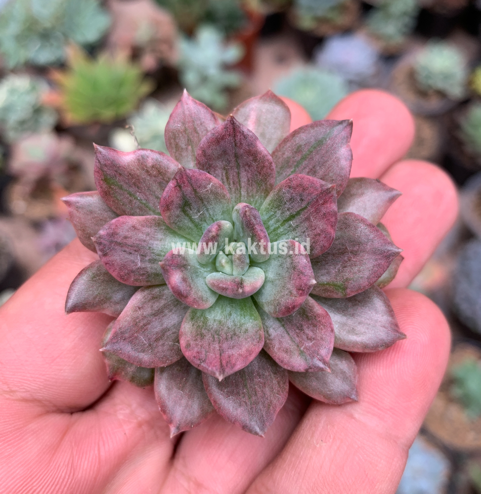 055. Echeveria Silver Prince - Image 2