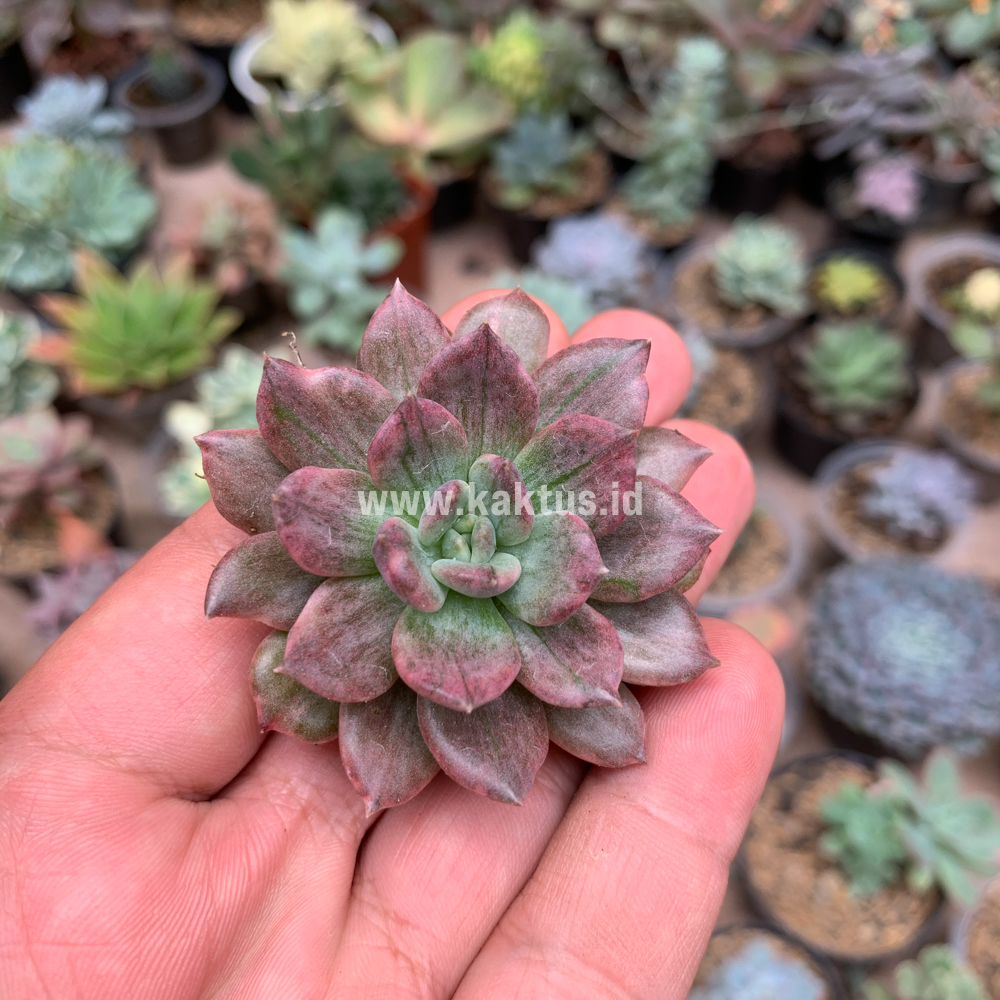 055. Echeveria Silver Prince - Image 10
