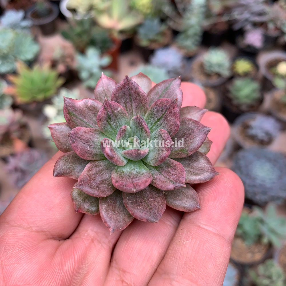 055. Echeveria Silver Prince - Image 21