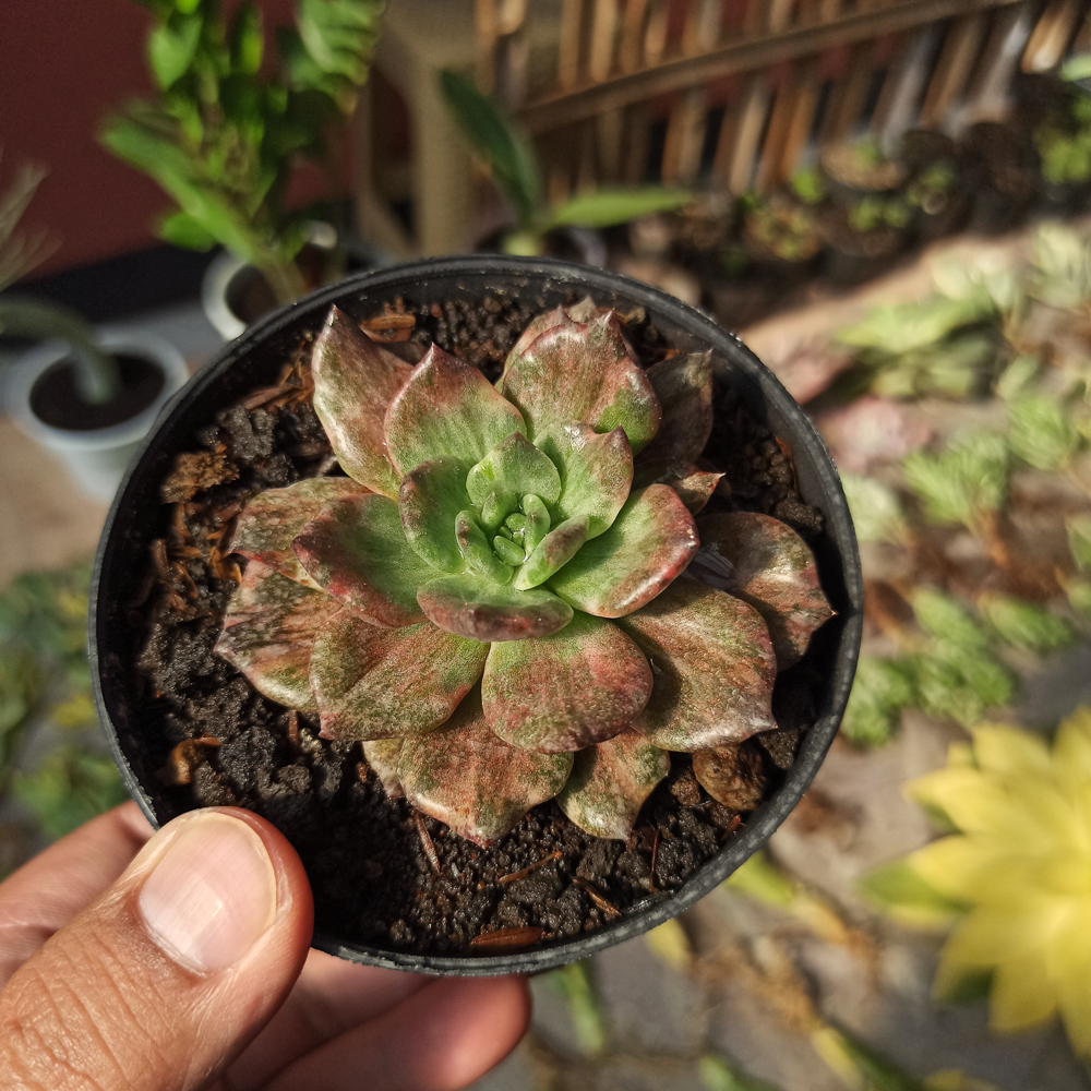 055. Echeveria Silver Prince - Image 8