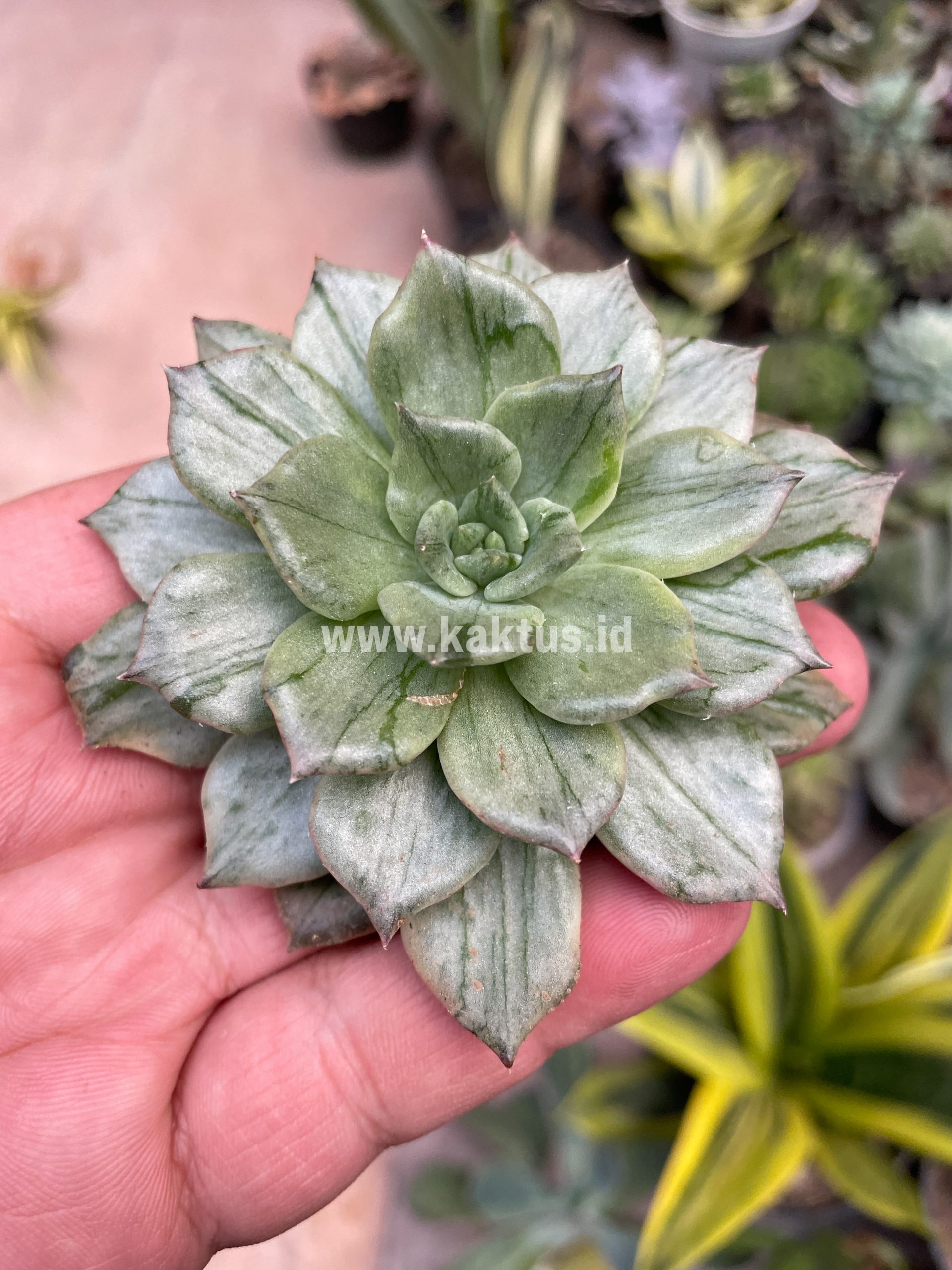 055. Echeveria Silver Prince - Image 9