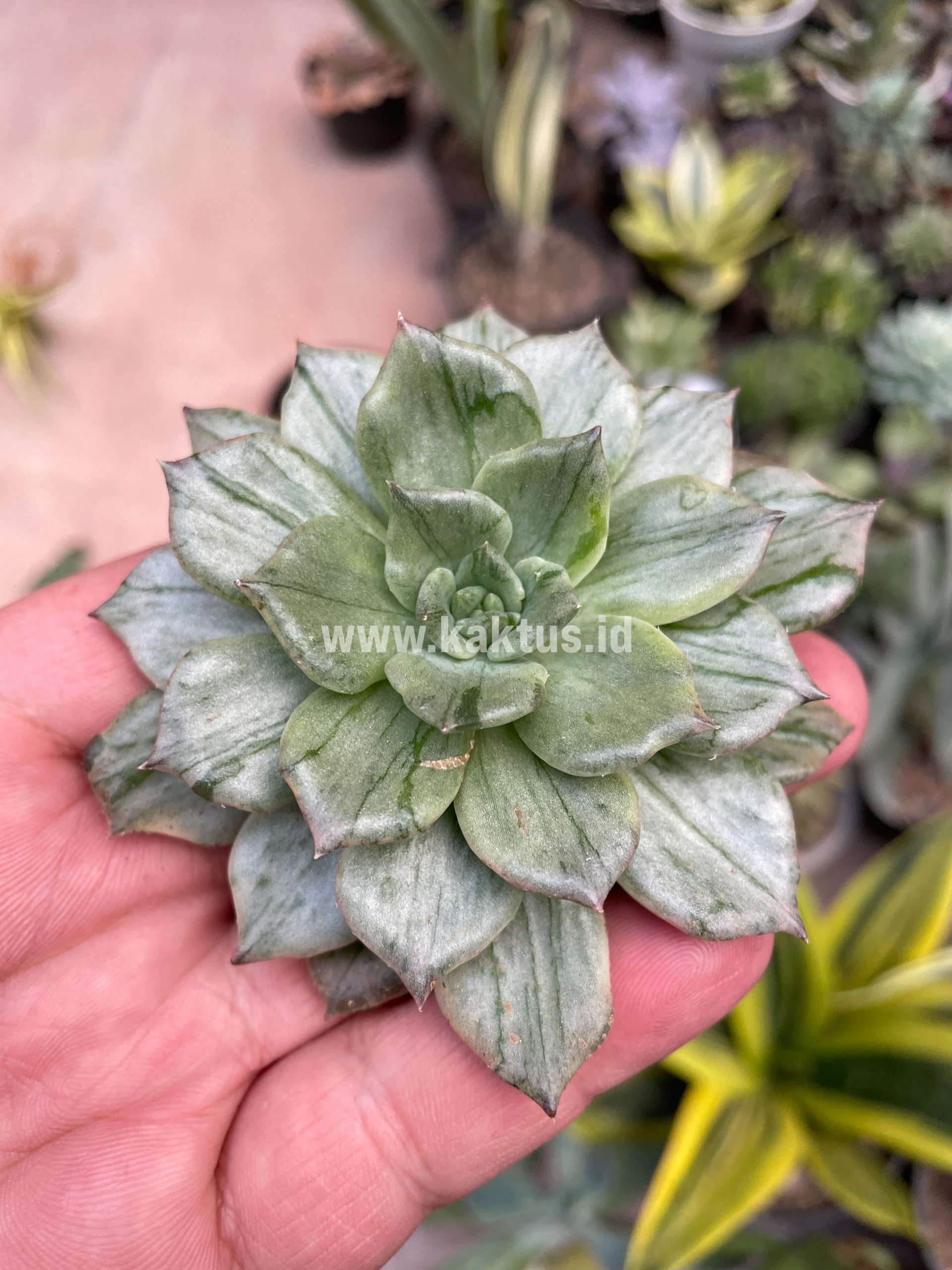 055. Echeveria Silver Prince - Image 4