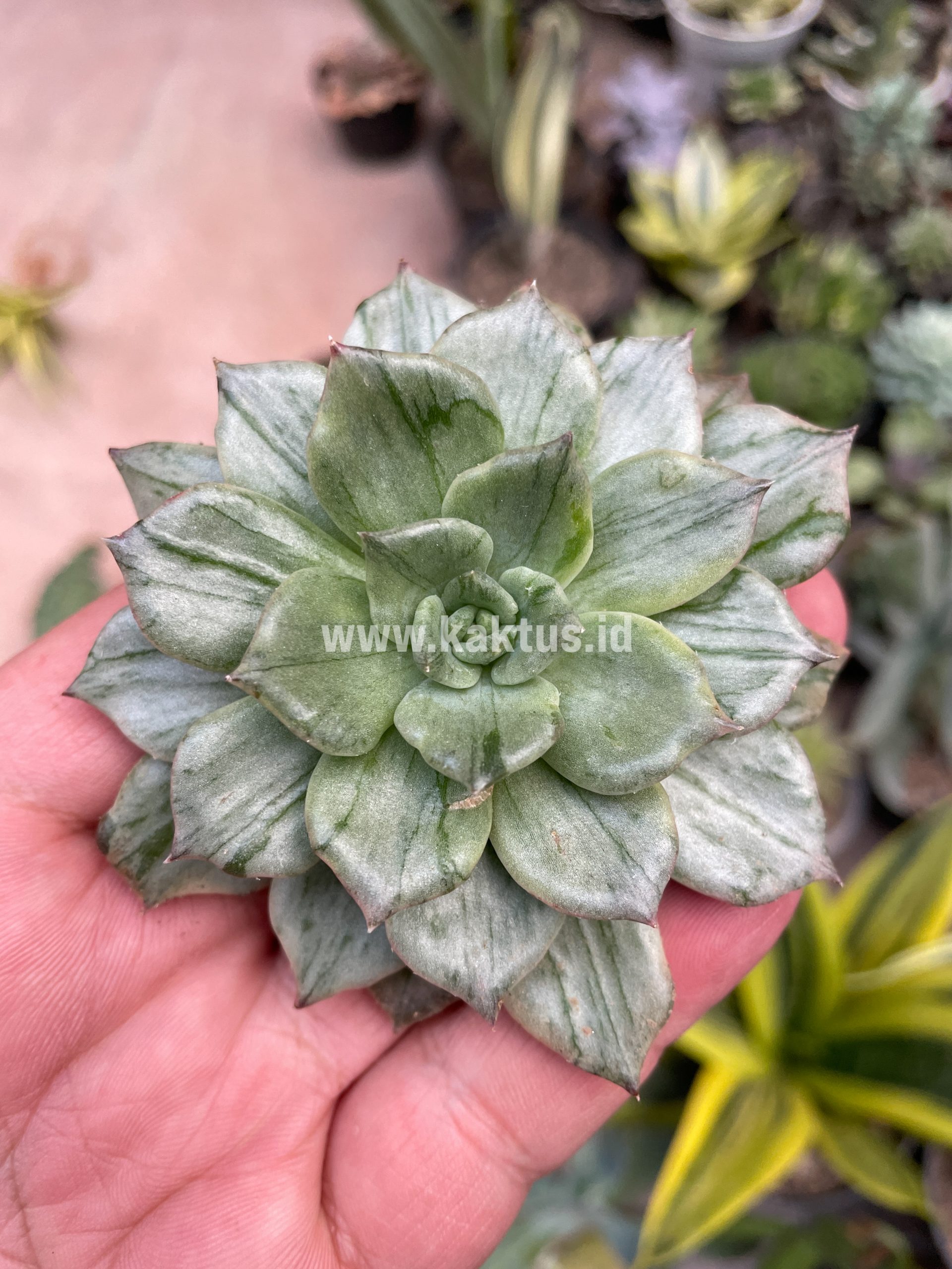 055. Echeveria Silver Prince - Image 22