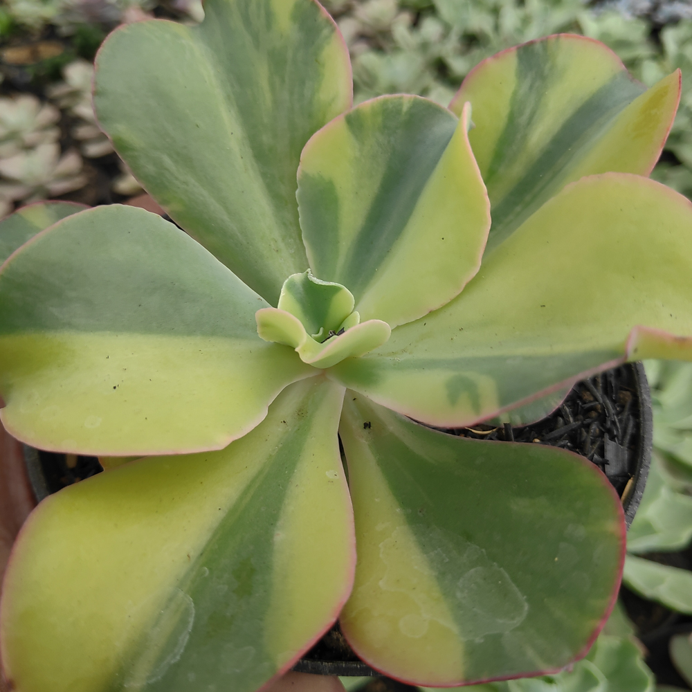 056. Echeveria Shaviana Curly Variegated / Echeveria Can Can Variegated - Image 14