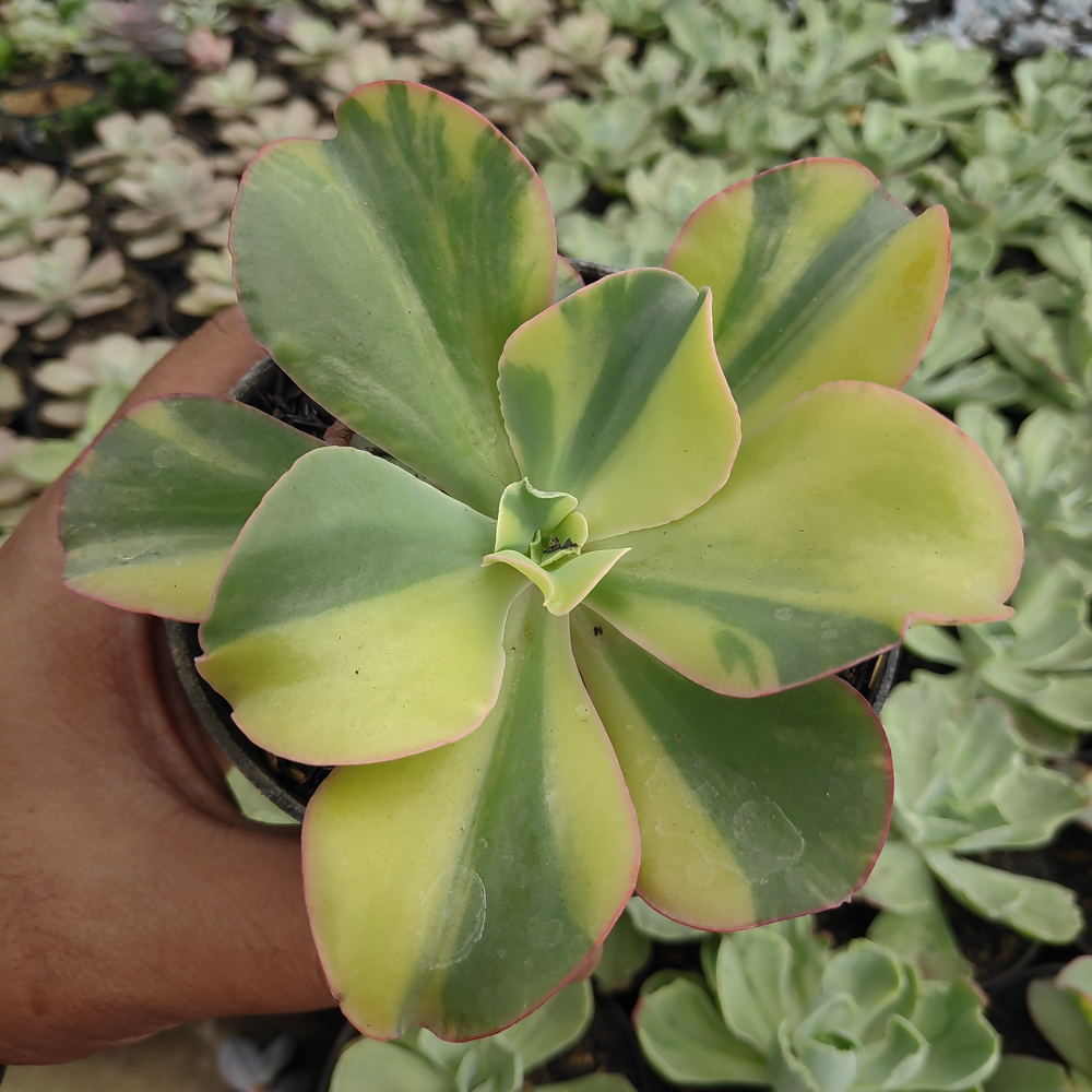 056. Echeveria Shaviana Curly Variegated / Echeveria Can Can Variegated - Image 13