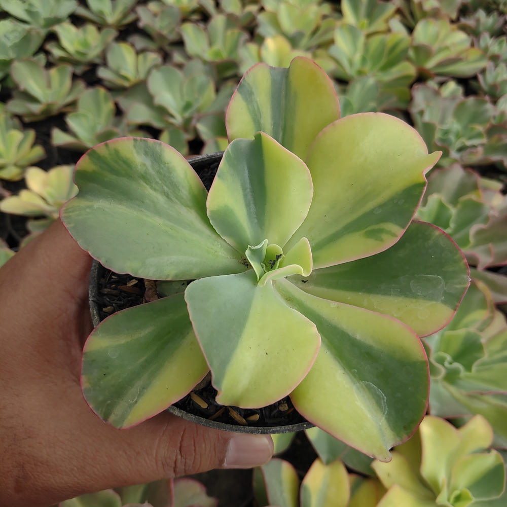 056. Echeveria Shaviana Curly Variegated / Echeveria Can Can Variegated - Image 22
