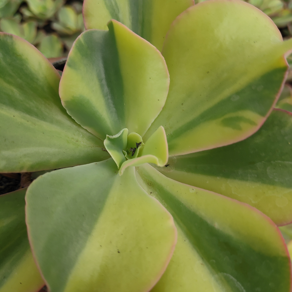 056. Echeveria Shaviana Curly Variegated / Echeveria Can Can Variegated - Image 21