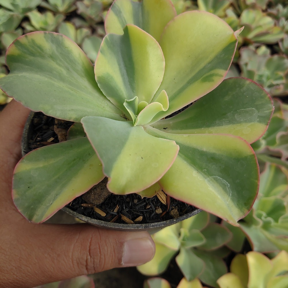 056. Echeveria Shaviana Curly Variegated / Echeveria Can Can Variegated - Image 20