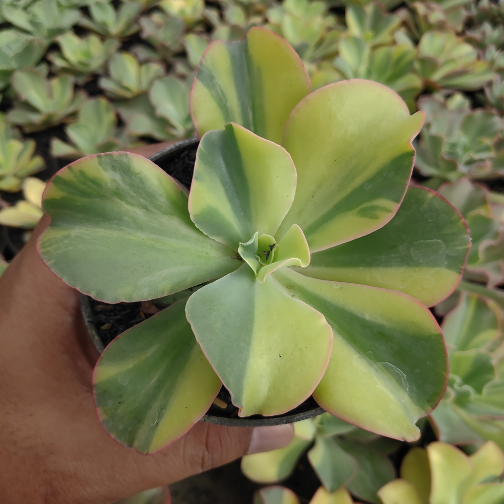 056. Echeveria Shaviana Curly Variegated / Echeveria Can Can Variegated - Image 19