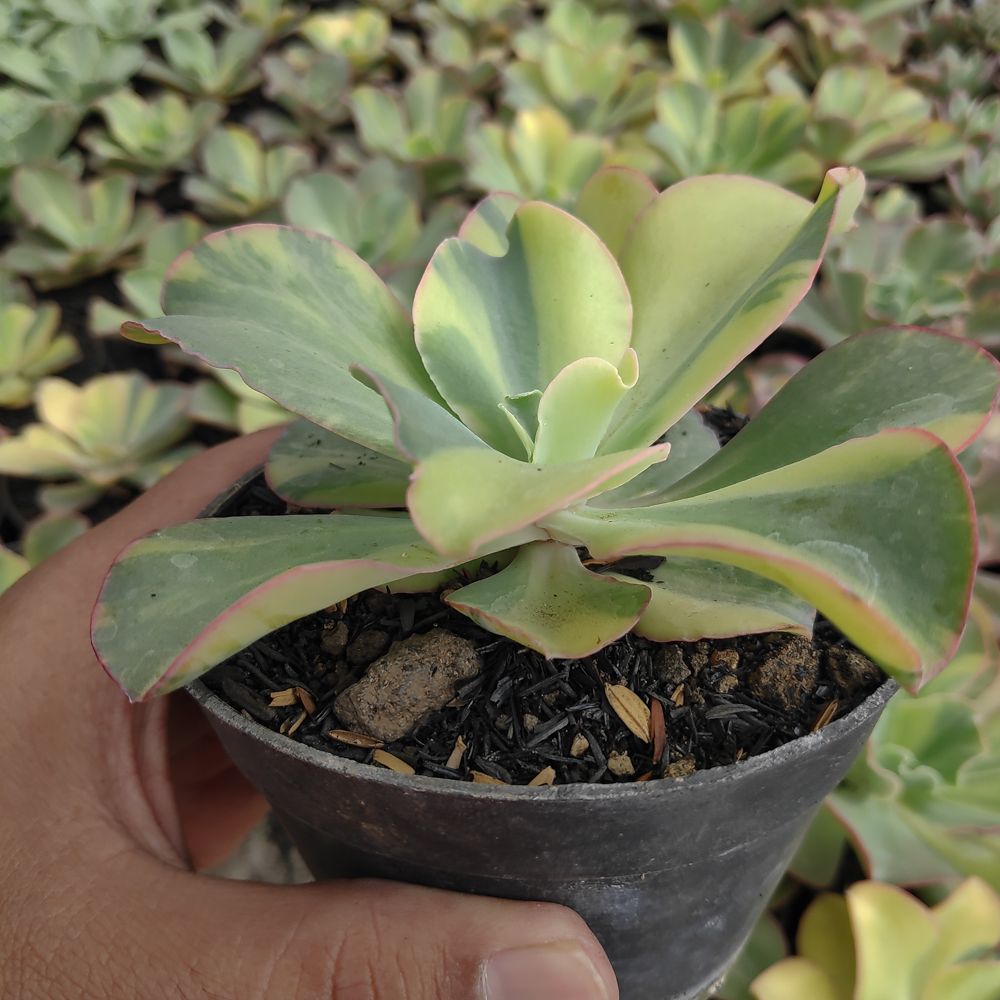 056. Echeveria Shaviana Curly Variegated / Echeveria Can Can Variegated - Image 18