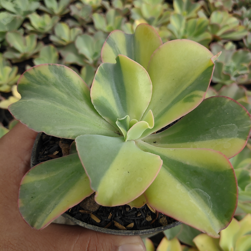 056. Echeveria Shaviana Curly Variegated / Echeveria Can Can Variegated - Image 17