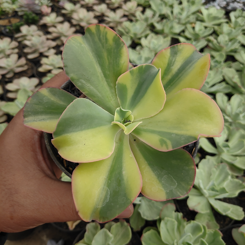 056. Echeveria Shaviana Curly Variegated / Echeveria Can Can Variegated - Image 16