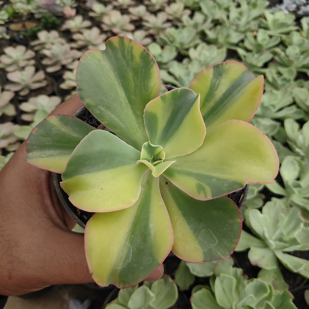 056. Echeveria Shaviana Curly Variegated / Echeveria Can Can Variegated - Image 15