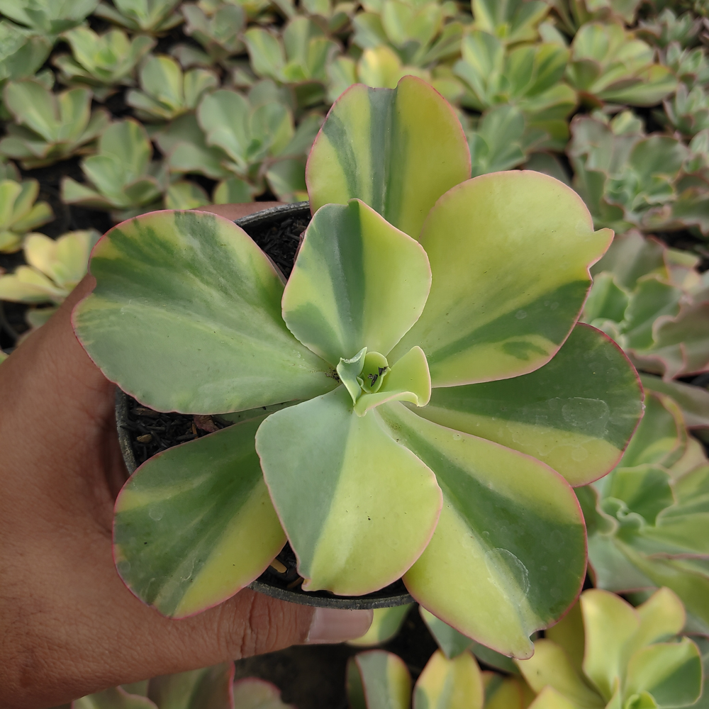 056. Echeveria Shaviana Curly Variegated / Echeveria Can Can Variegated - Image 7