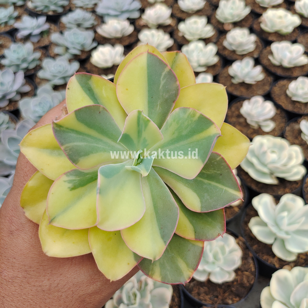 056. Echeveria Shaviana Curly Variegated / Echeveria Can Can Variegated - Image 34