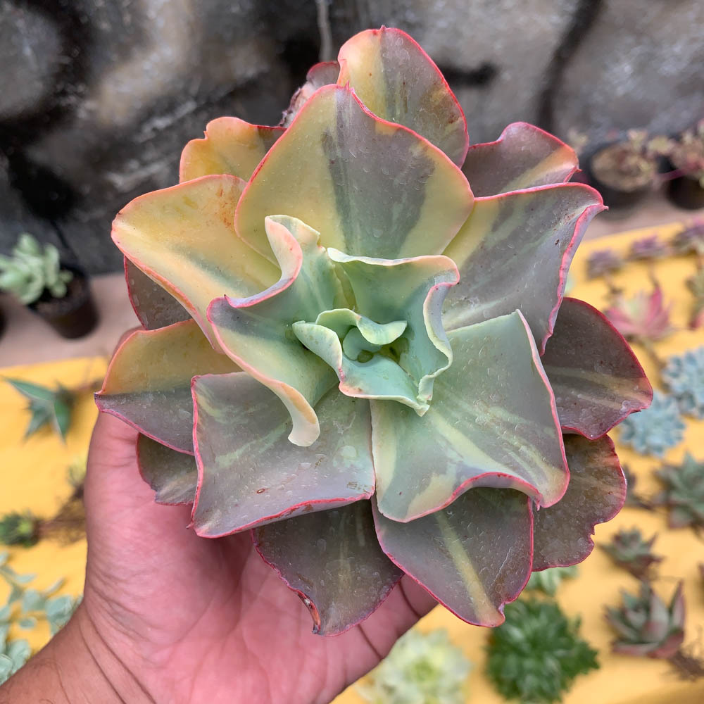 056. Echeveria Shaviana Curly Variegated / Echeveria Can Can Variegated - Image 25
