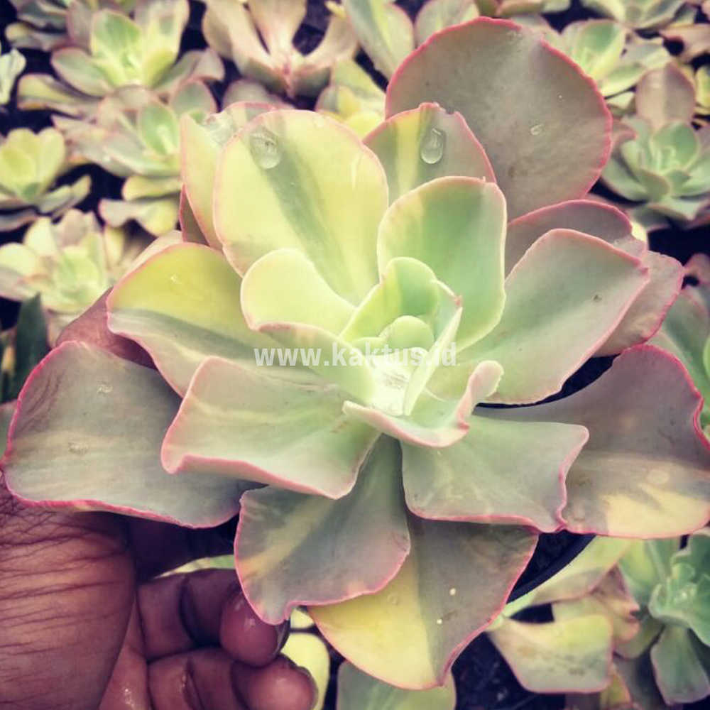 056. Echeveria Shaviana Curly Variegated / Echeveria Can Can Variegated - Image 30