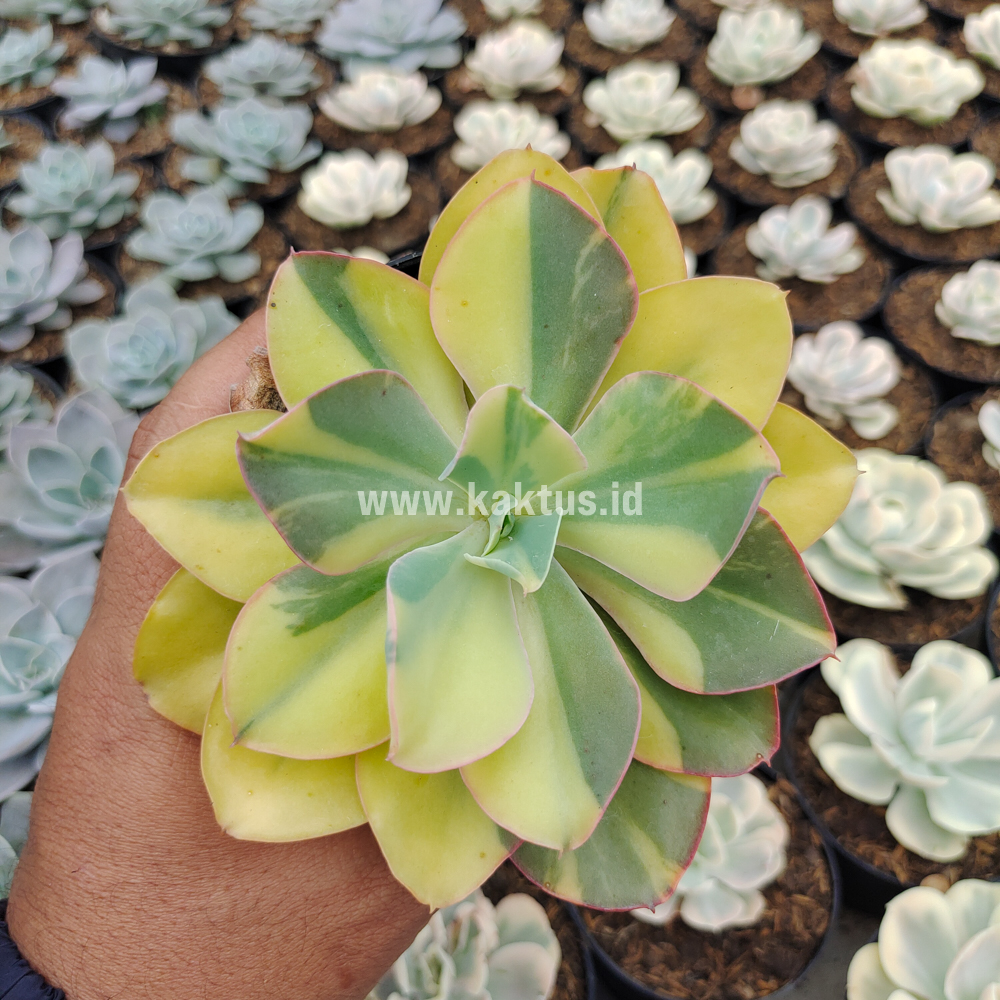 056. Echeveria Shaviana Curly Variegated / Echeveria Can Can Variegated - Image 33