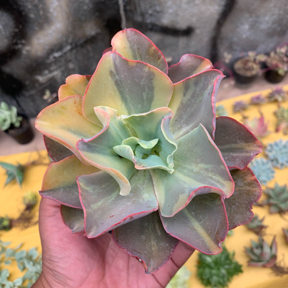056. Echeveria Shaviana Curly Variegated / Echeveria Can Can Variegated - Image 3
