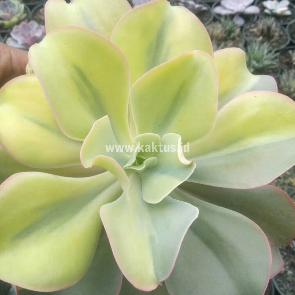 056. Echeveria Shaviana Curly Variegated / Echeveria Can Can Variegated - Image 12