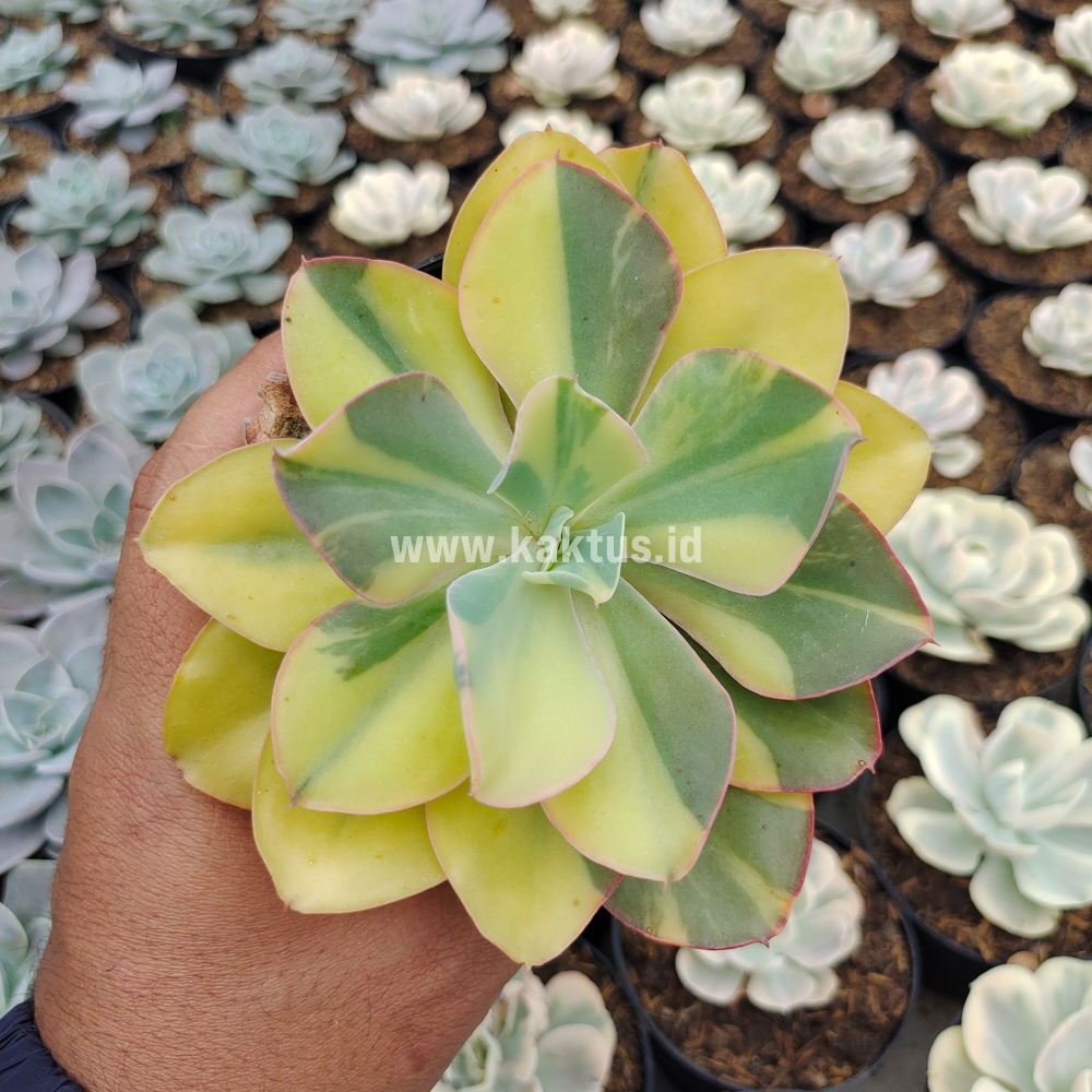 056. Echeveria Shaviana Curly Variegated / Echeveria Can Can Variegated - Image 11