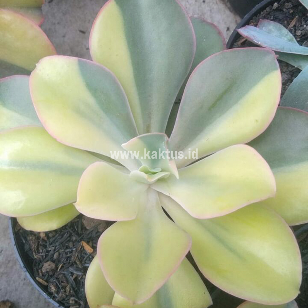 056. Echeveria Shaviana Curly Variegated / Echeveria Can Can Variegated - Image 28