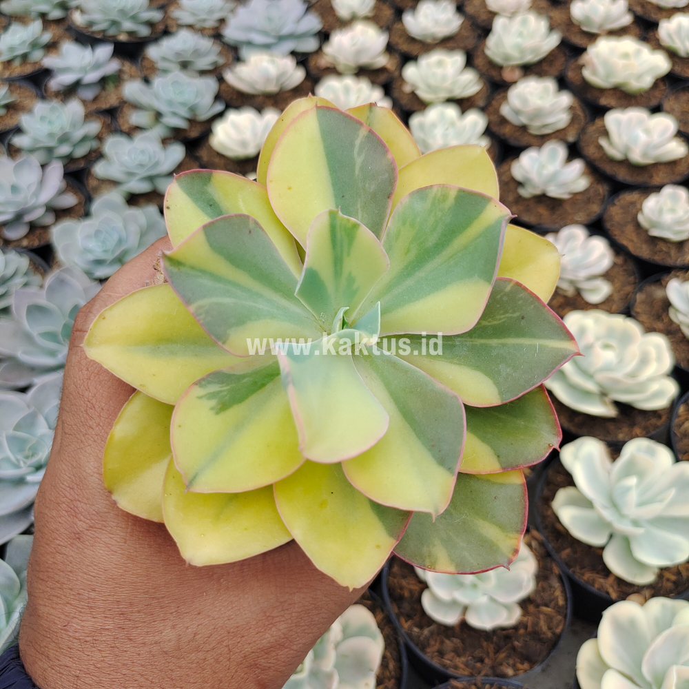 056. Echeveria Shaviana Curly Variegated / Echeveria Can Can Variegated - Image 32