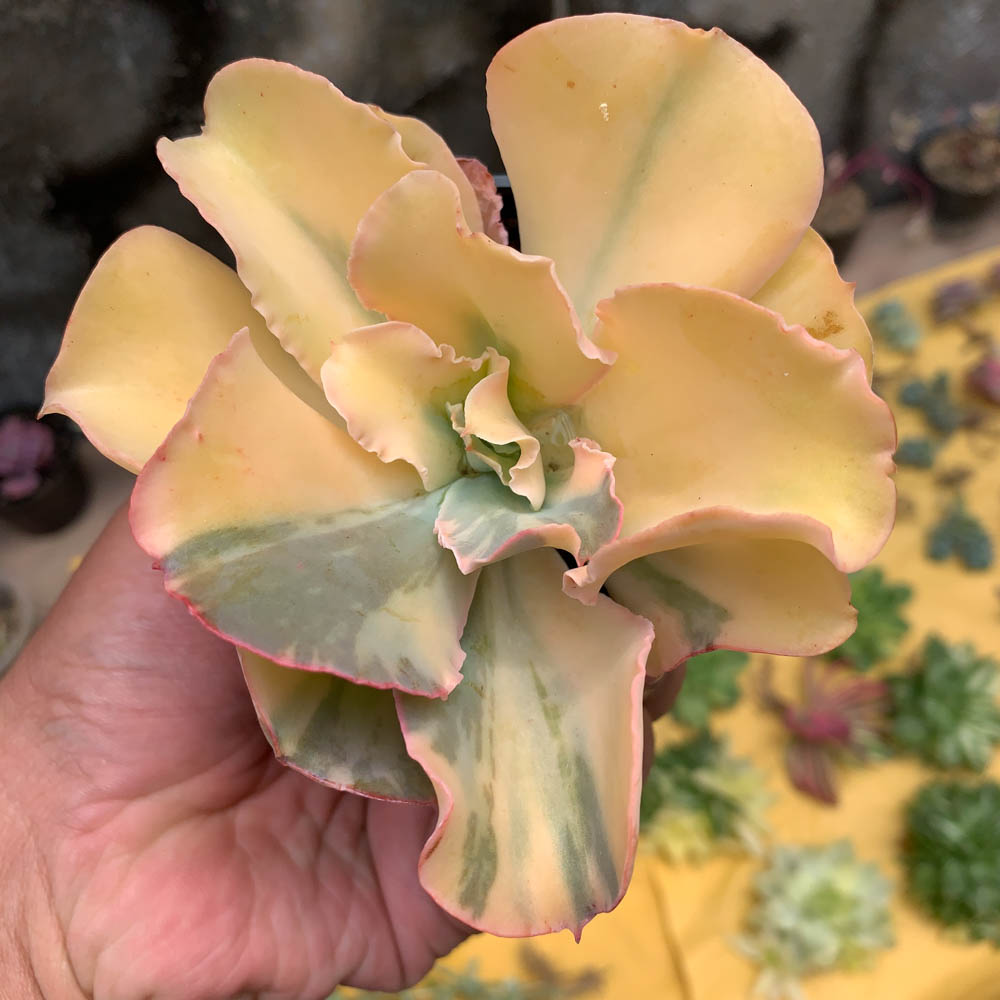 056. Echeveria Shaviana Curly Variegated / Echeveria Can Can Variegated - Image 2