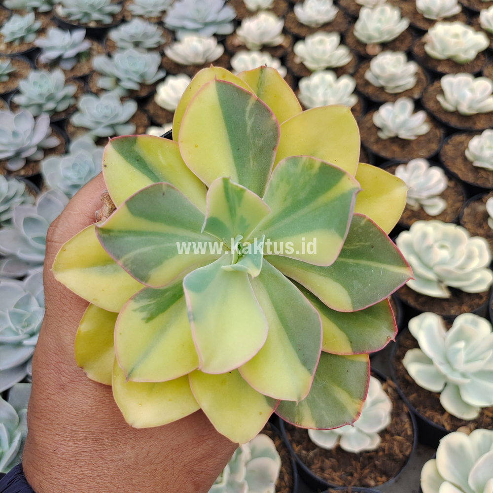 056. Echeveria Shaviana Curly Variegated / Echeveria Can Can Variegated - Image 9