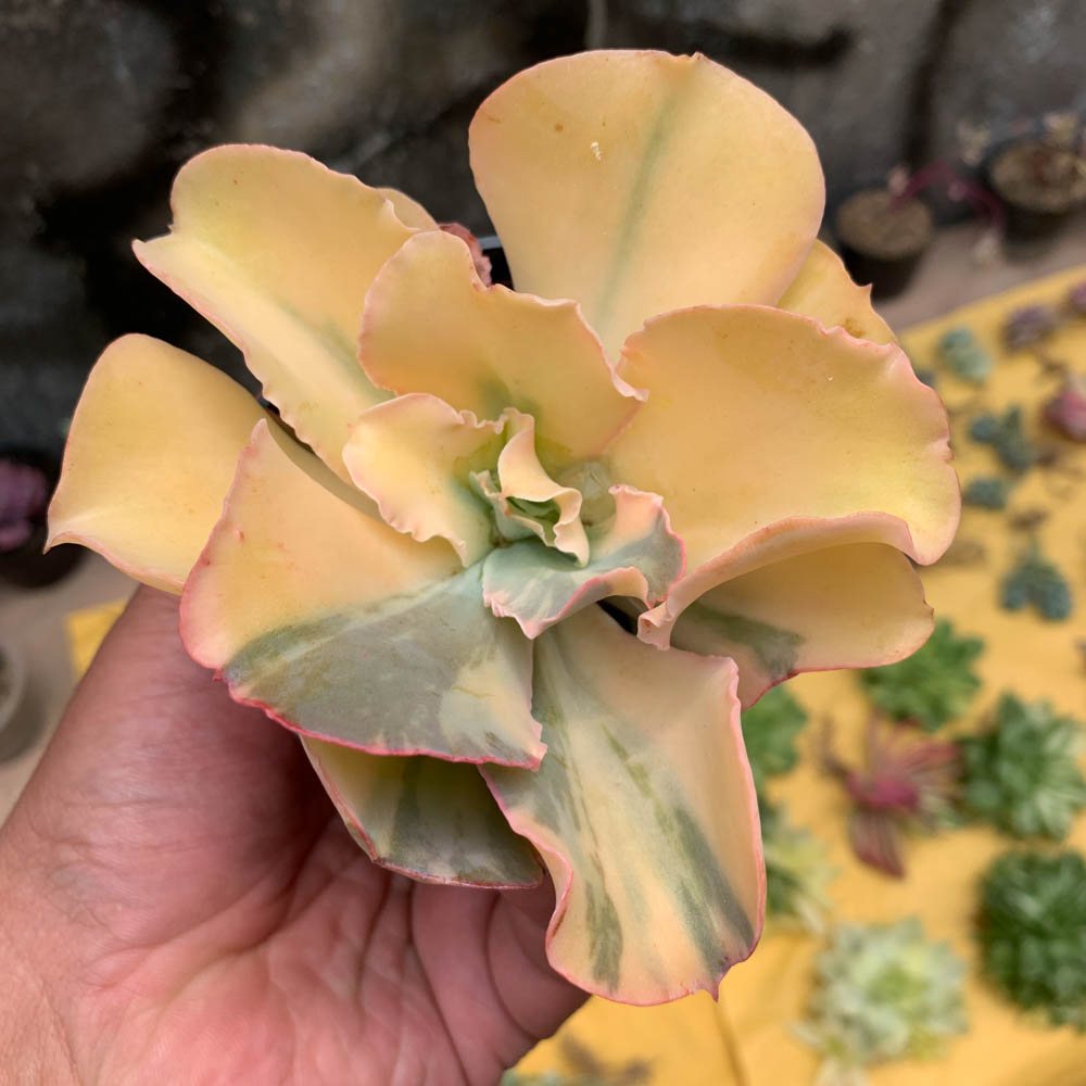 056. Echeveria Shaviana Curly Variegated / Echeveria Can Can Variegated - Image 24