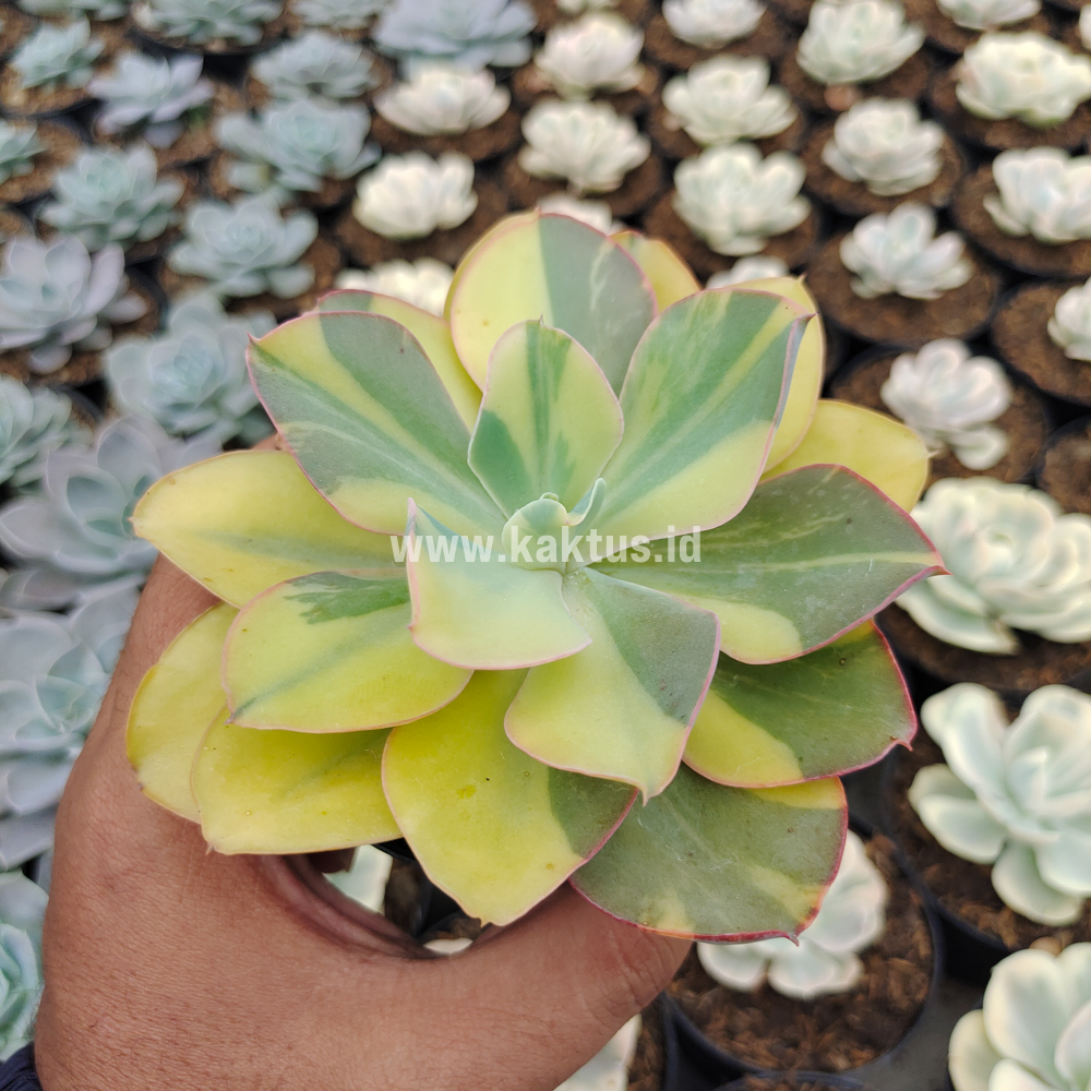 056. Echeveria Shaviana Curly Variegated / Echeveria Can Can Variegated - Image 31