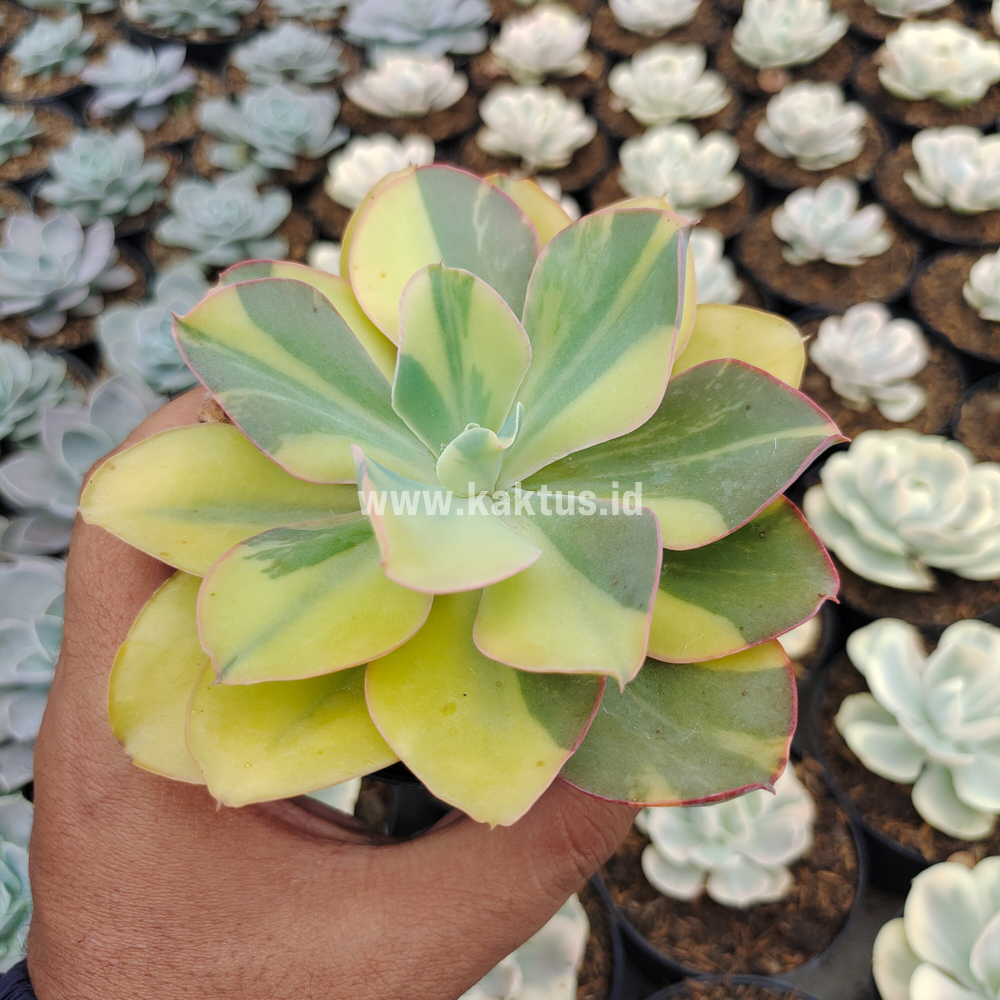 056. Echeveria Shaviana Curly Variegated / Echeveria Can Can Variegated - Image 29