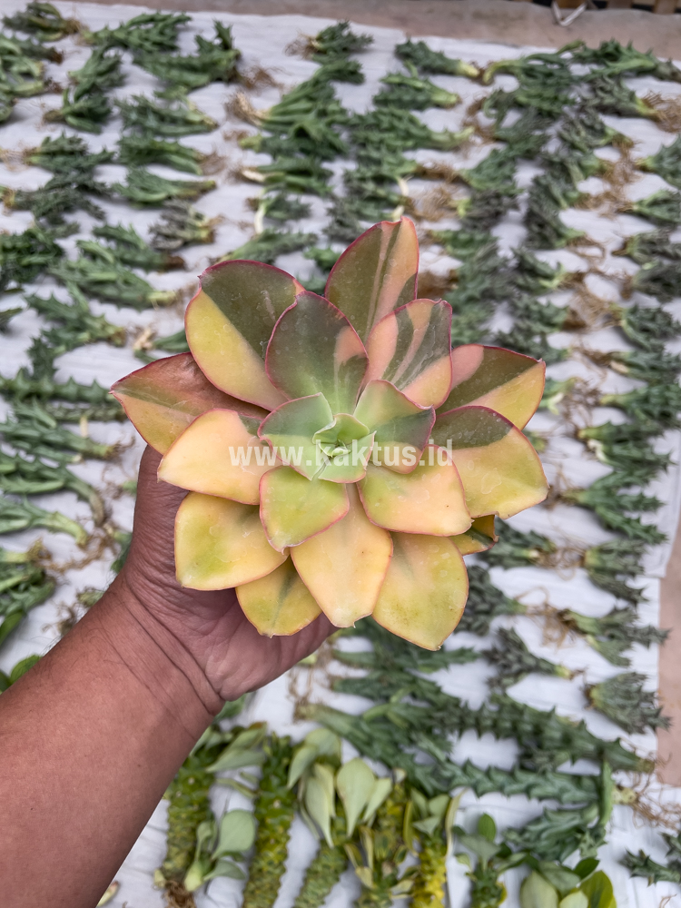 056. Echeveria Shaviana Curly Variegated / Echeveria Can Can Variegated - Image 6