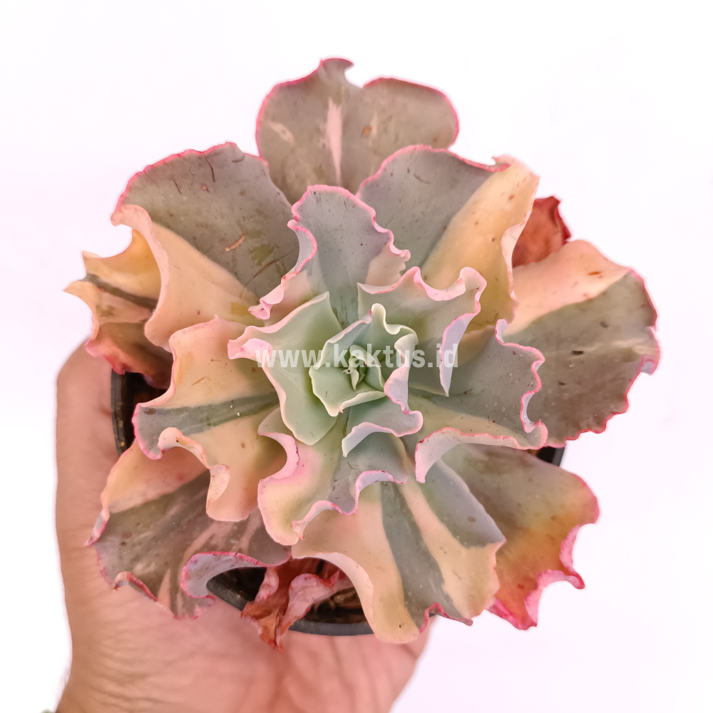 056. Echeveria Shaviana Curly Variegated / Echeveria Can Can Variegated - Image 10