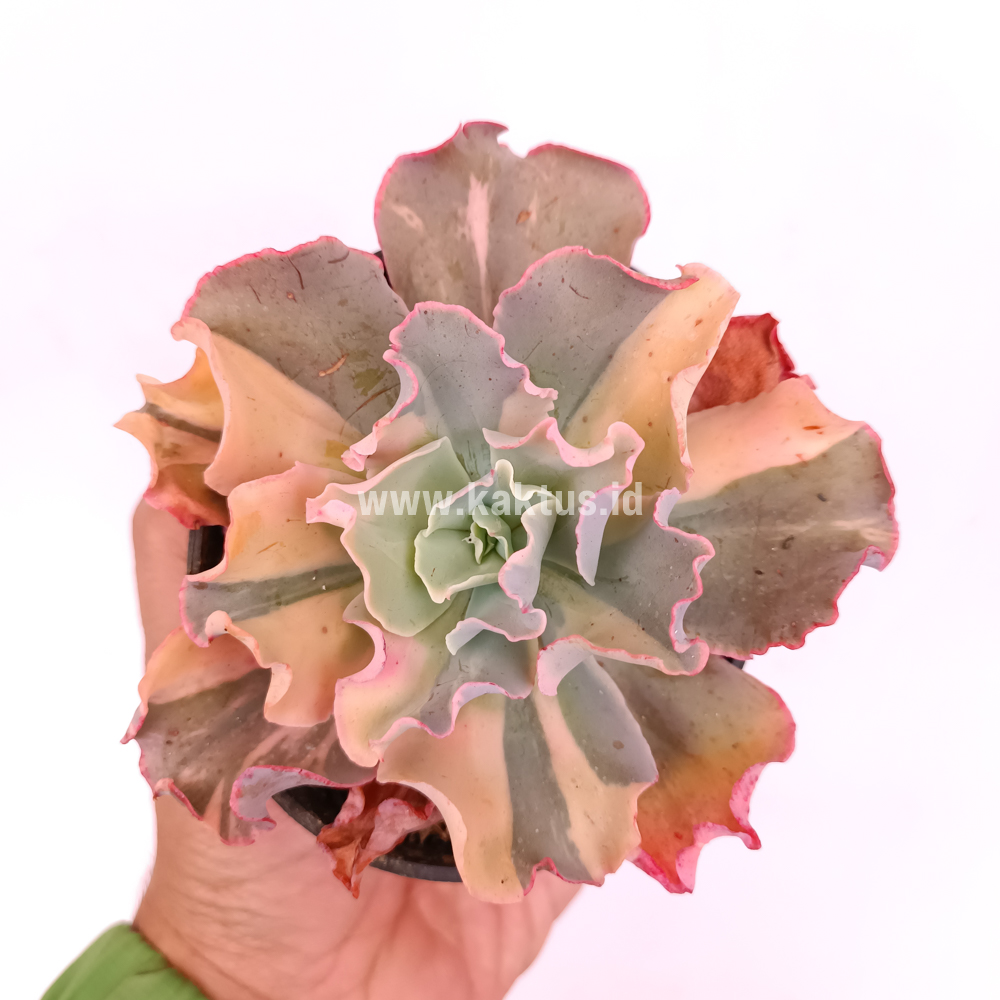 056. Echeveria Shaviana Curly Variegated / Echeveria Can Can Variegated - Image 8
