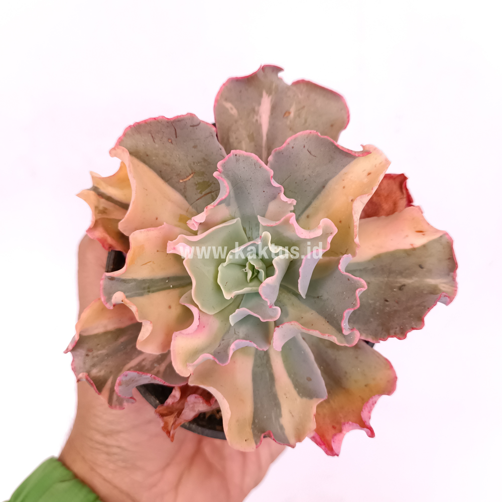 056. Echeveria Shaviana Curly Variegated / Echeveria Can Can Variegated - Image 5