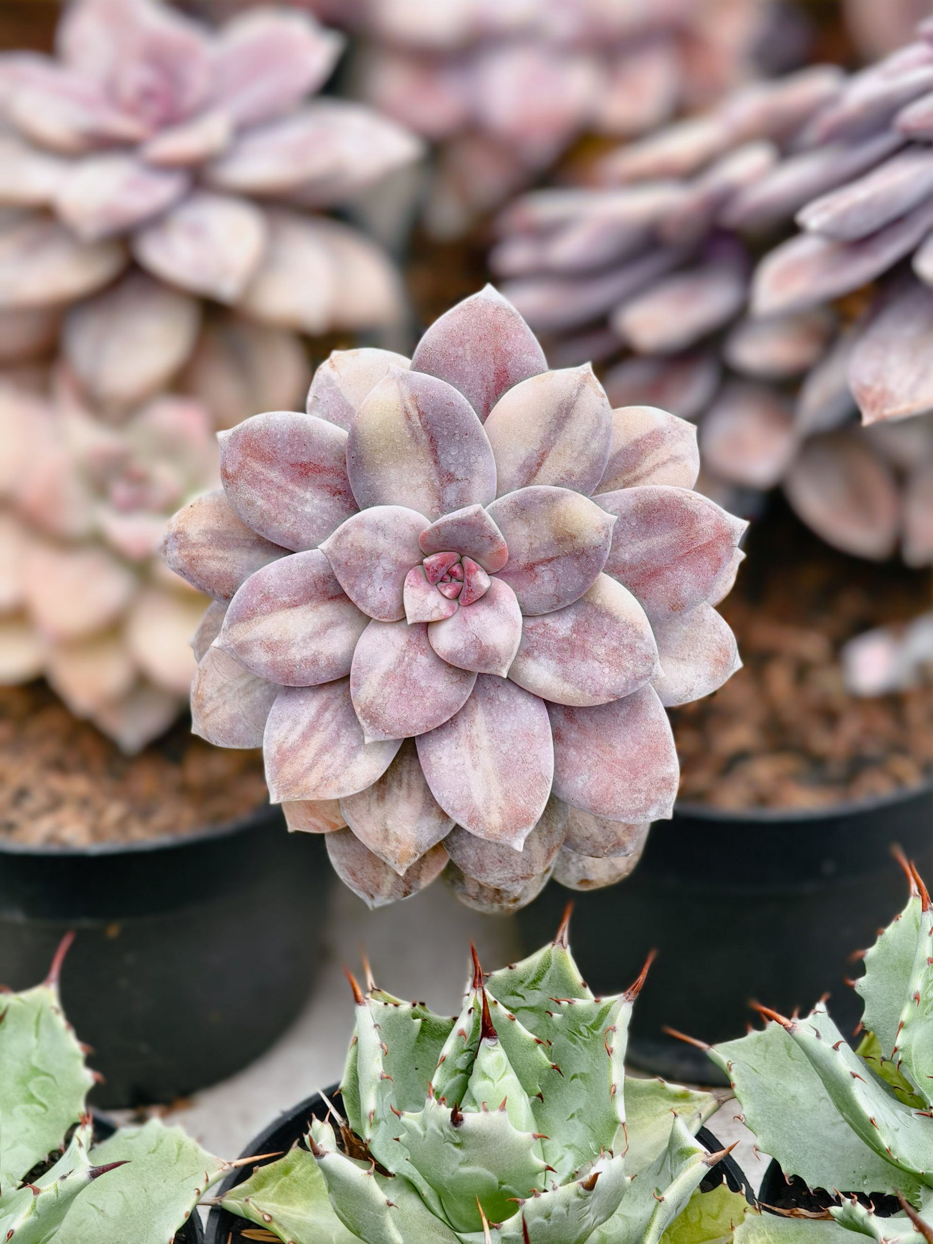058. Graptopetalum Pentandrum Superbum Variegated - Image 3