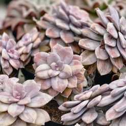 Alternative view of 058. Graptopetalum Pentandrum Superbum Variegated