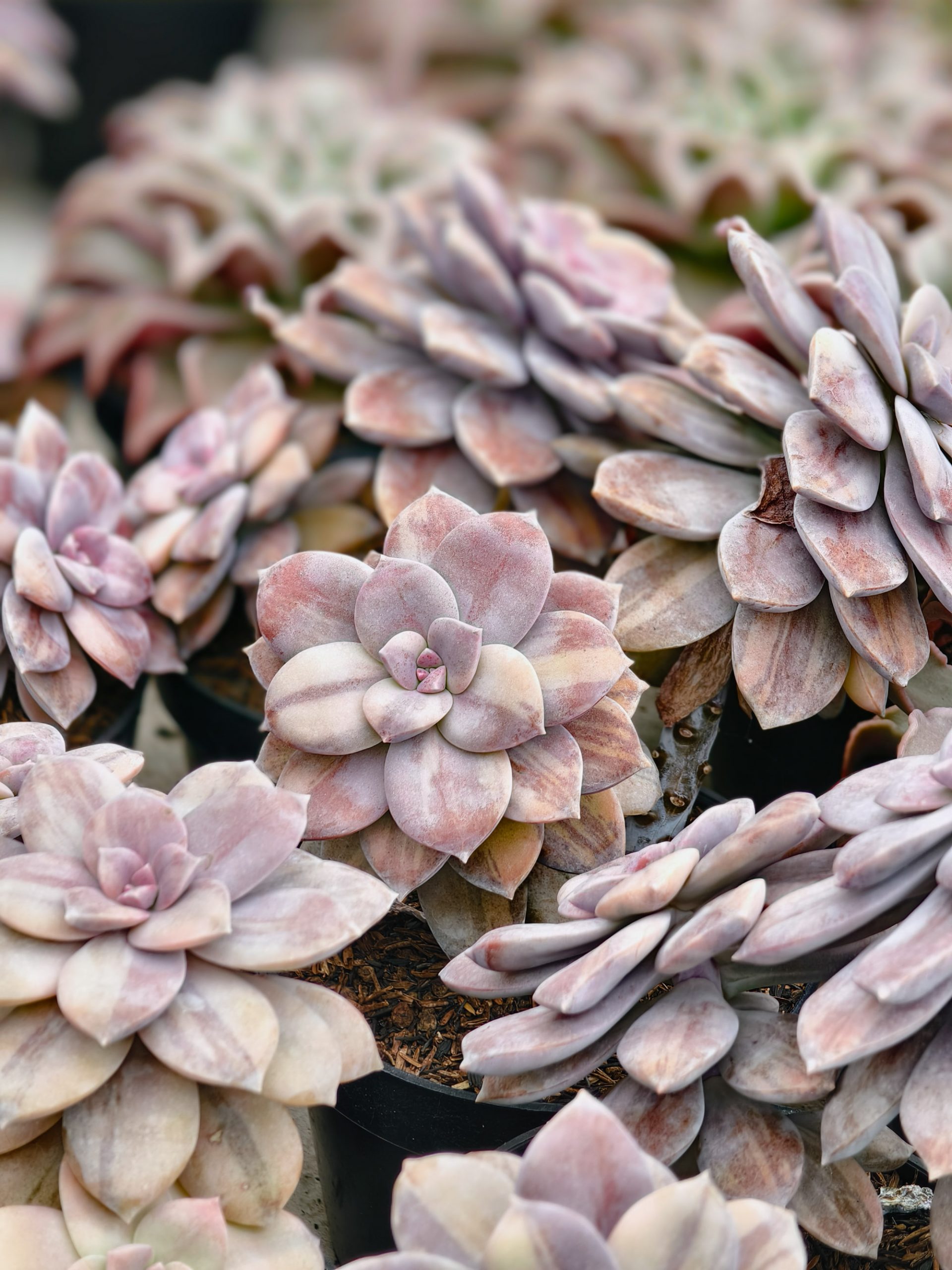058. Graptopetalum Pentandrum Superbum Variegated - Image 2