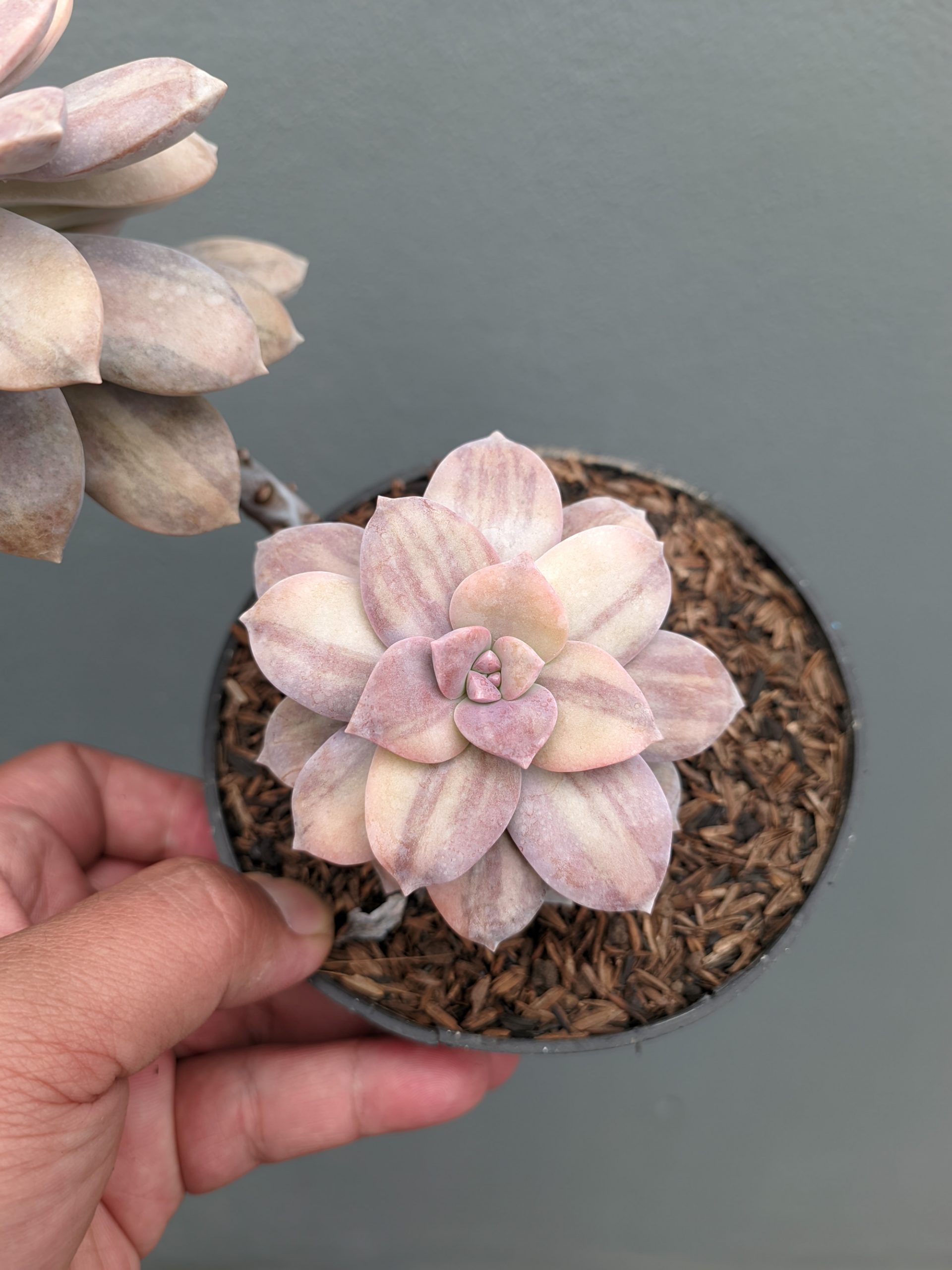 058. Graptopetalum Pentandrum Superbum Variegated - Image 4