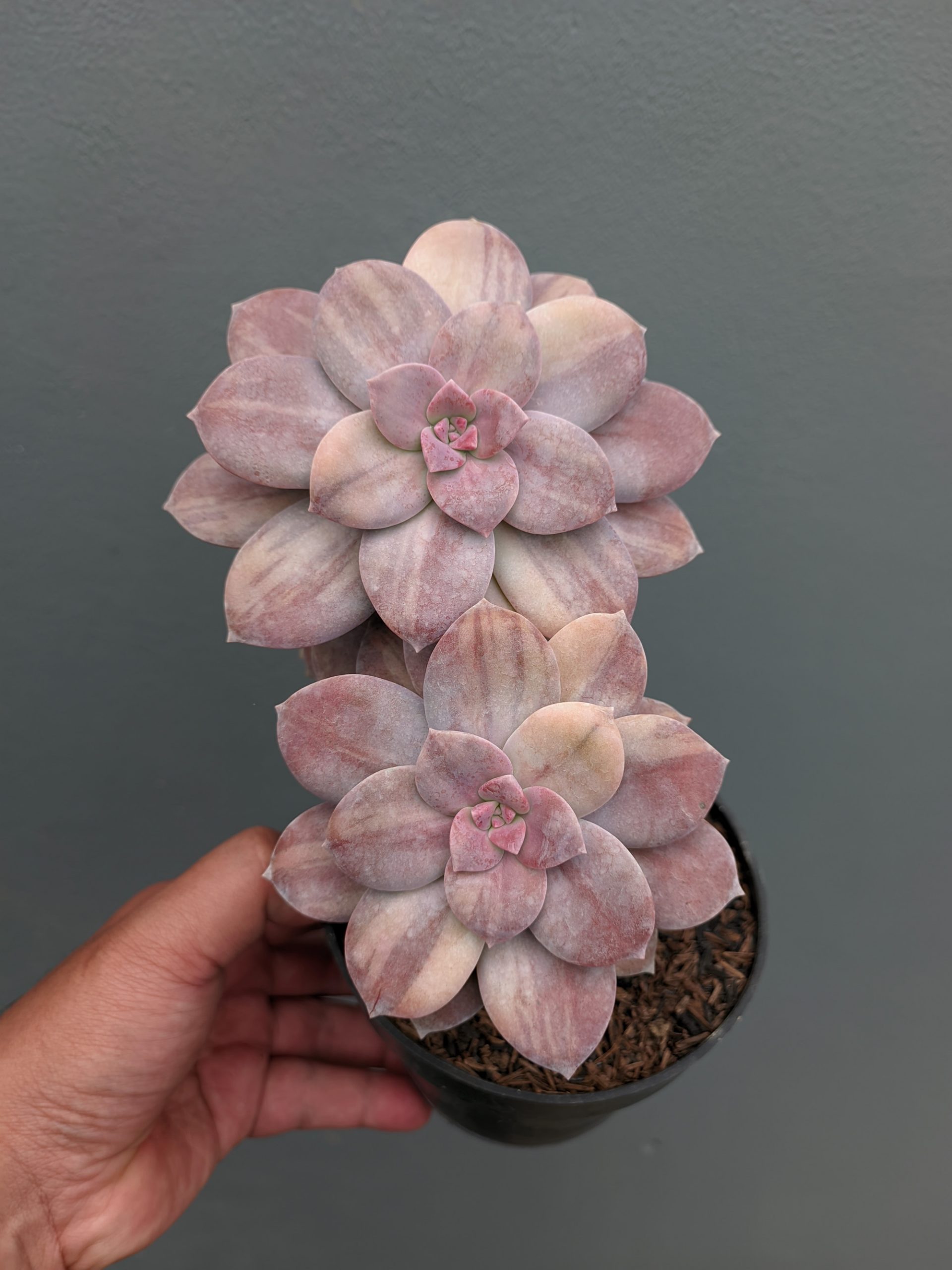 058. Graptopetalum Pentandrum Superbum Variegated - Image 5