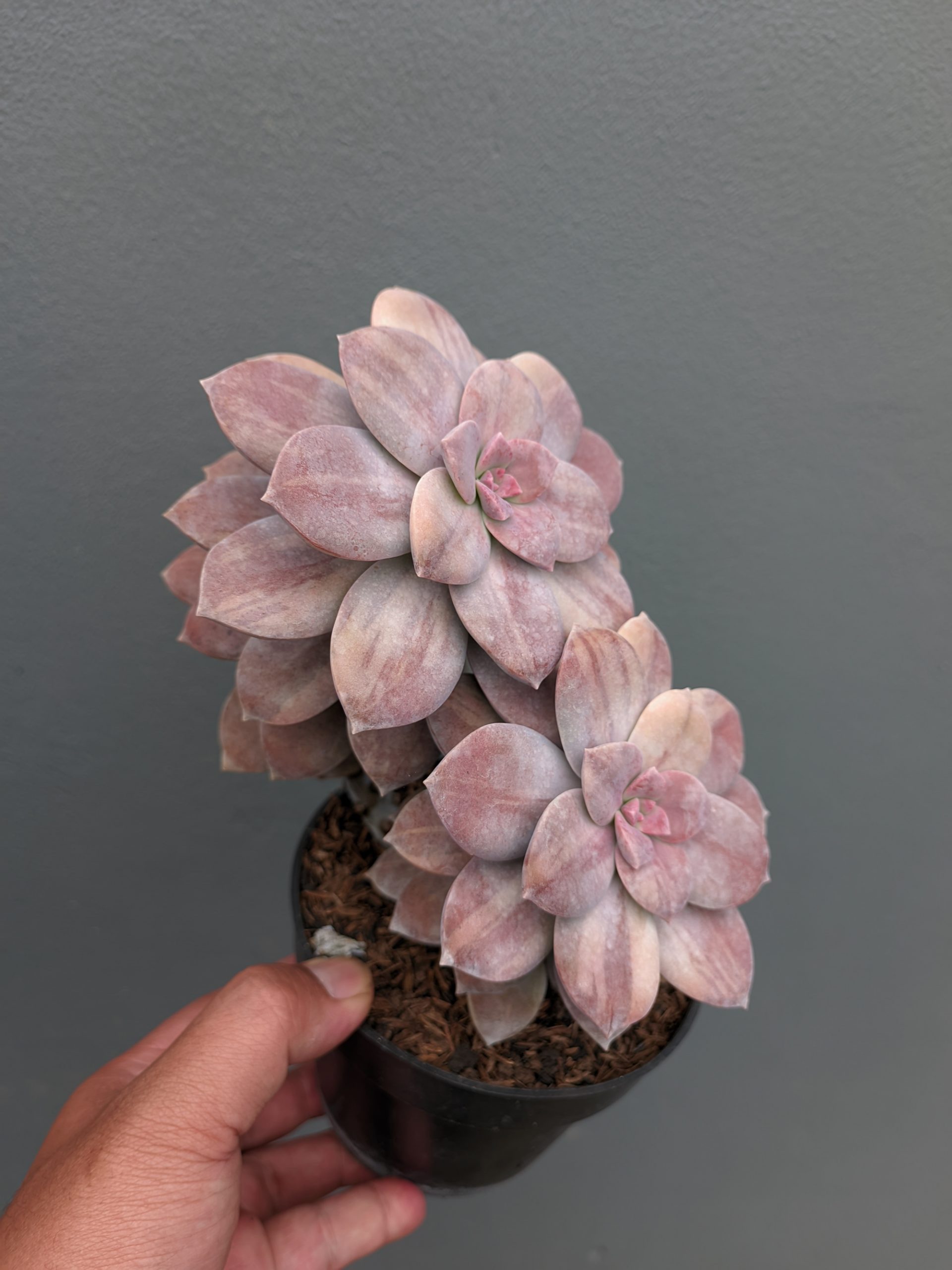 058. Graptopetalum Pentandrum Superbum Variegated - Image 6