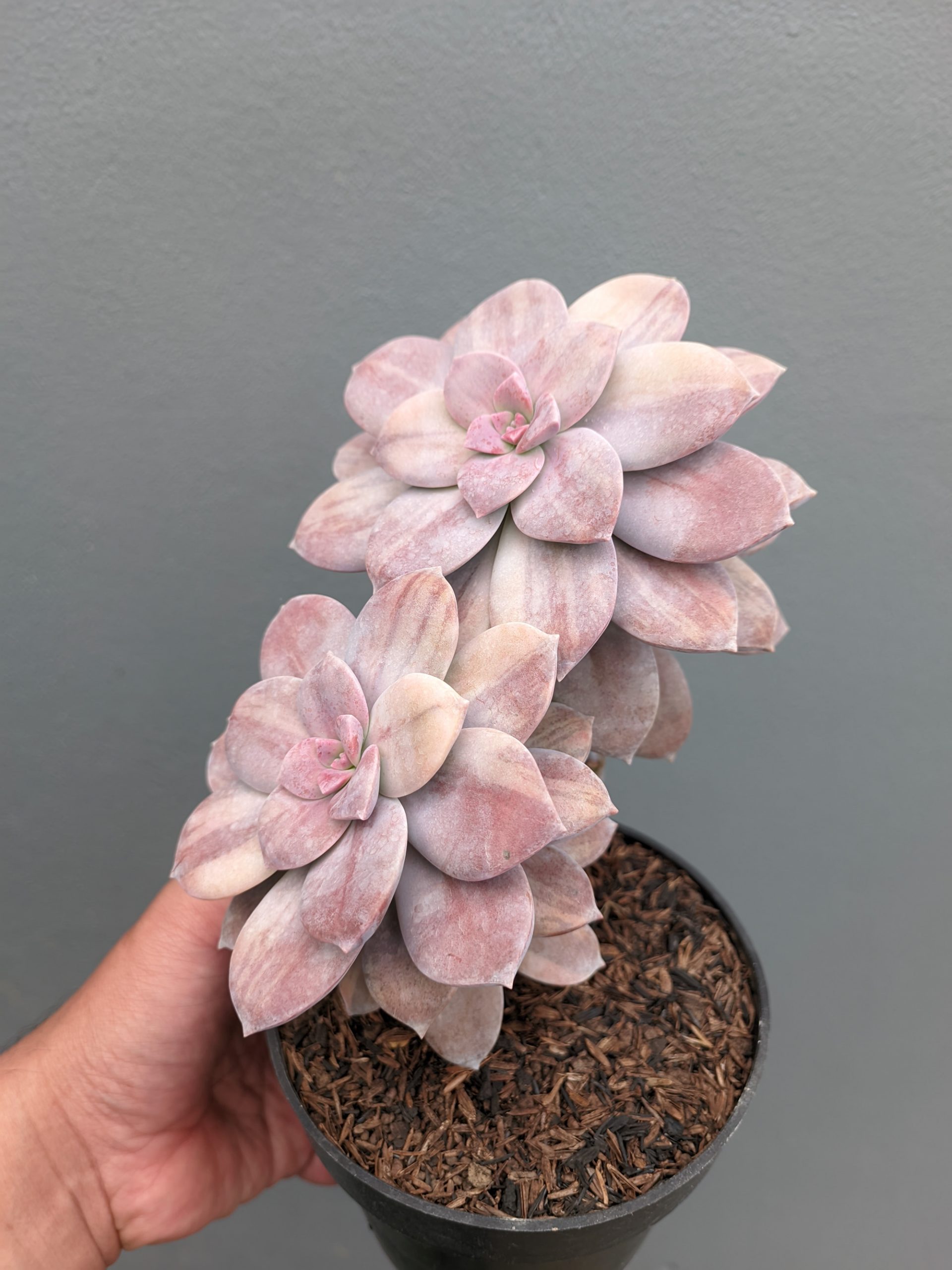 058. Graptopetalum Pentandrum Superbum Variegated - Image 7