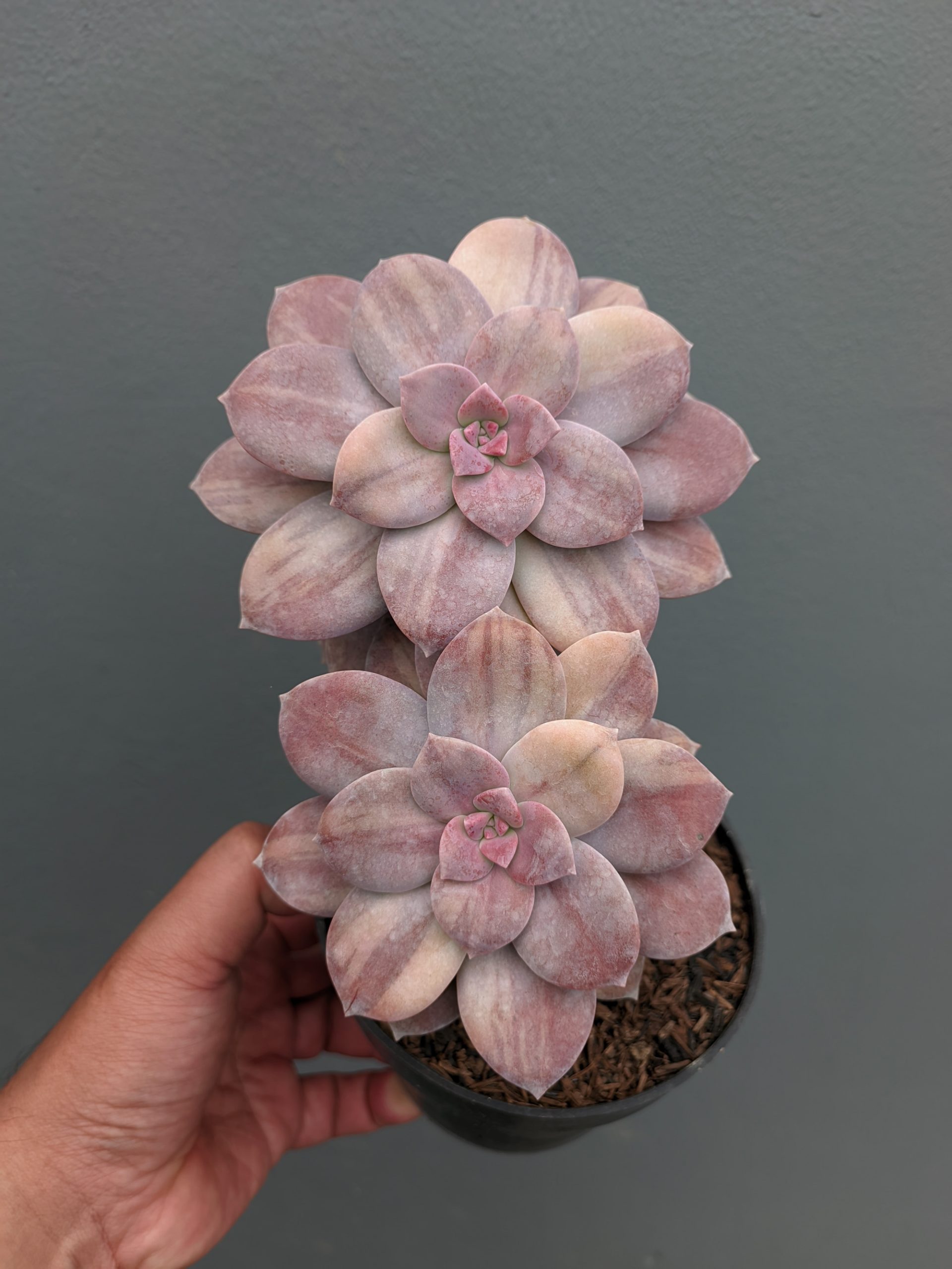 058. Graptopetalum Pentandrum Superbum Variegated - Image 8